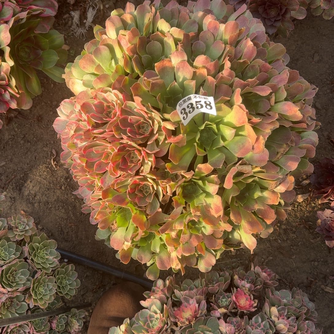 法师女郎中班花脸17-23 3358