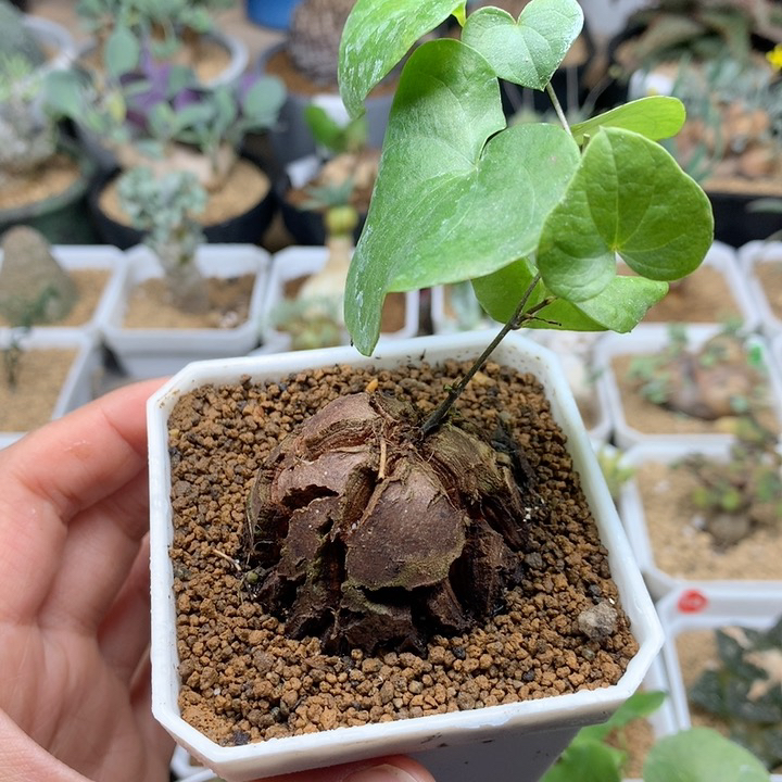 南非龟甲龙带盆4.2cm