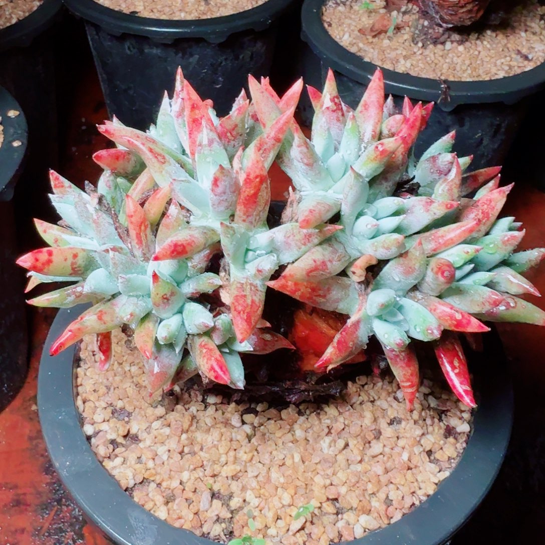 9547刘丹苹果叶多肉