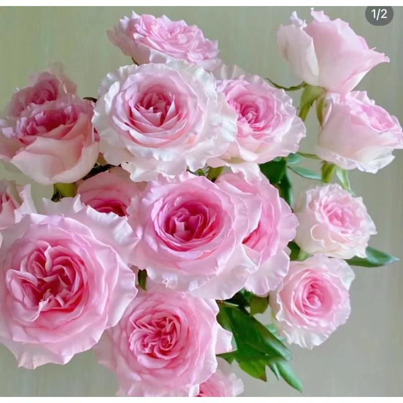 【洛神】单头玫瑰10支 已发货不支持退款换货