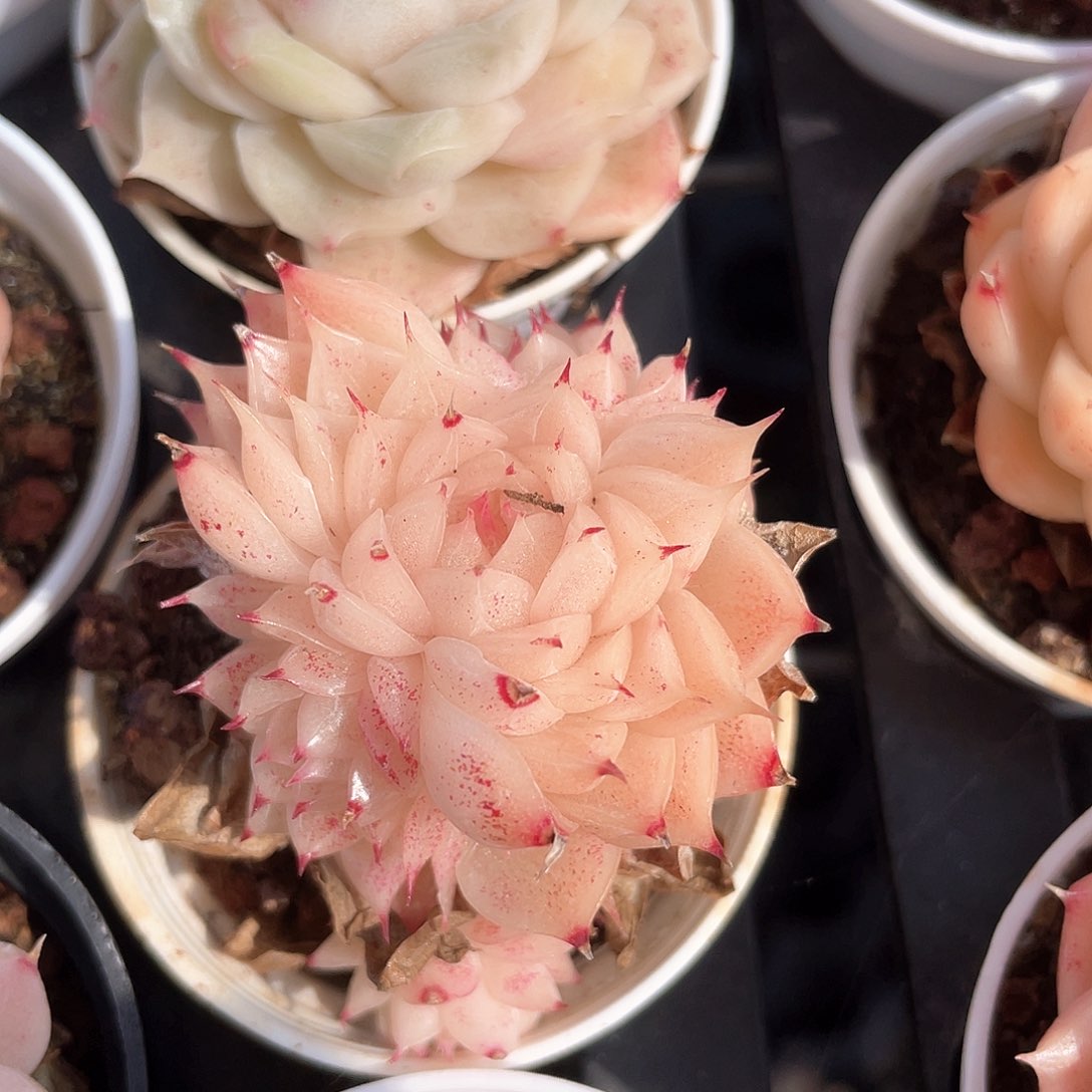 优选麦秆福利9151