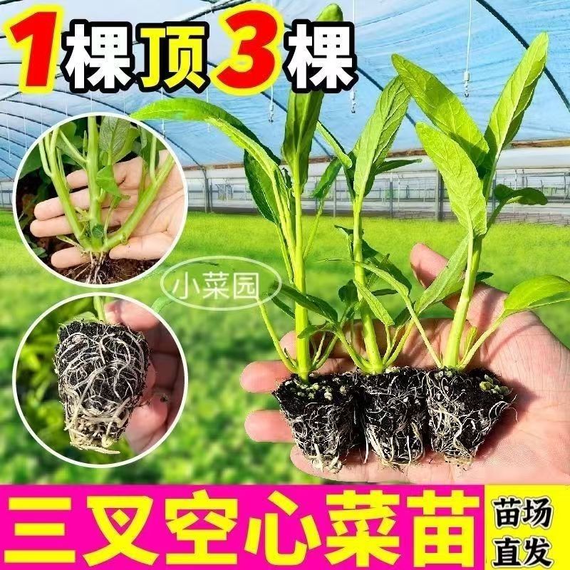 育苗基地空心菜秧苗具有高产量耐高温生长迅速可反复收割带土发货