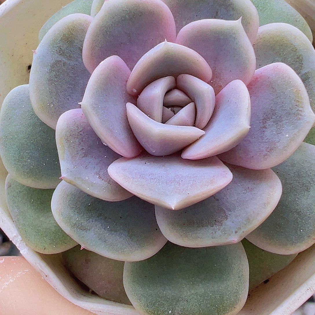 汉堡19包邮多肉植物