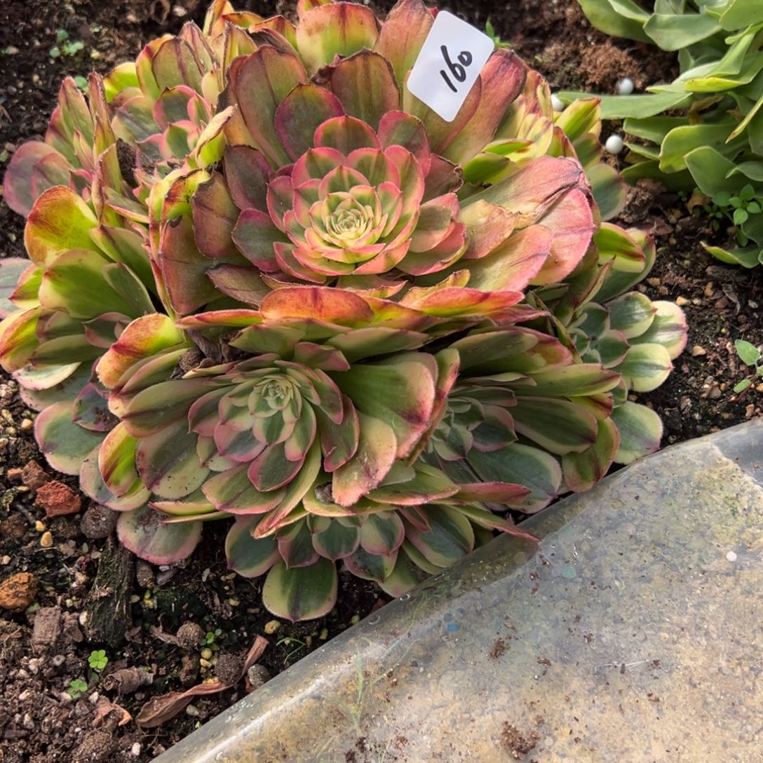 160海神多头多肉多肉多头