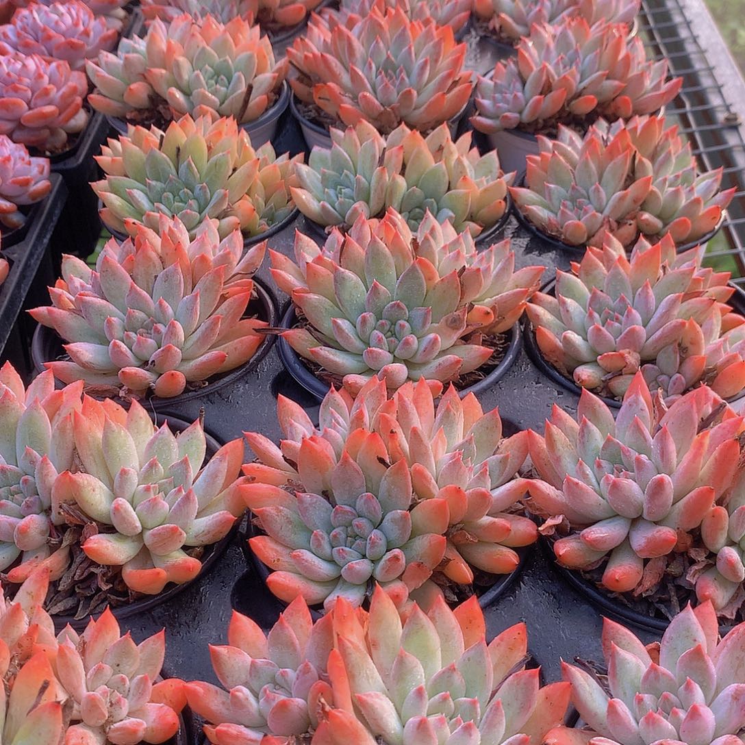 哥特萝莉彩体34677899999900