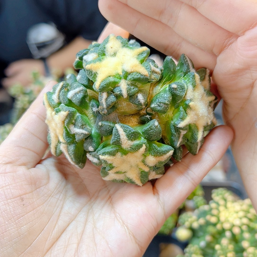 晚6号苗接黑牡丹群无根8.5公分