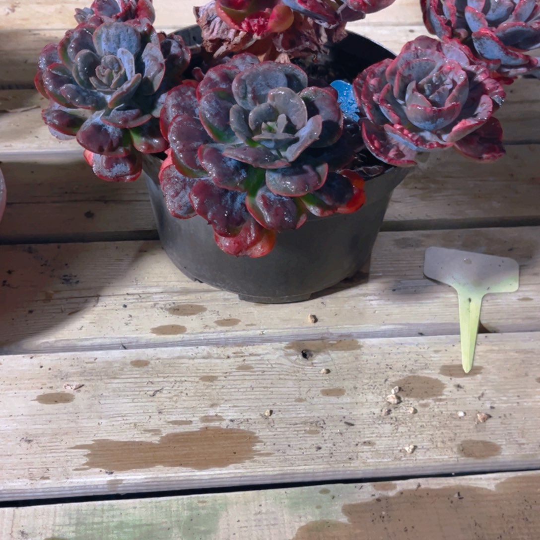 森***＊多肉植物保护研究所所长