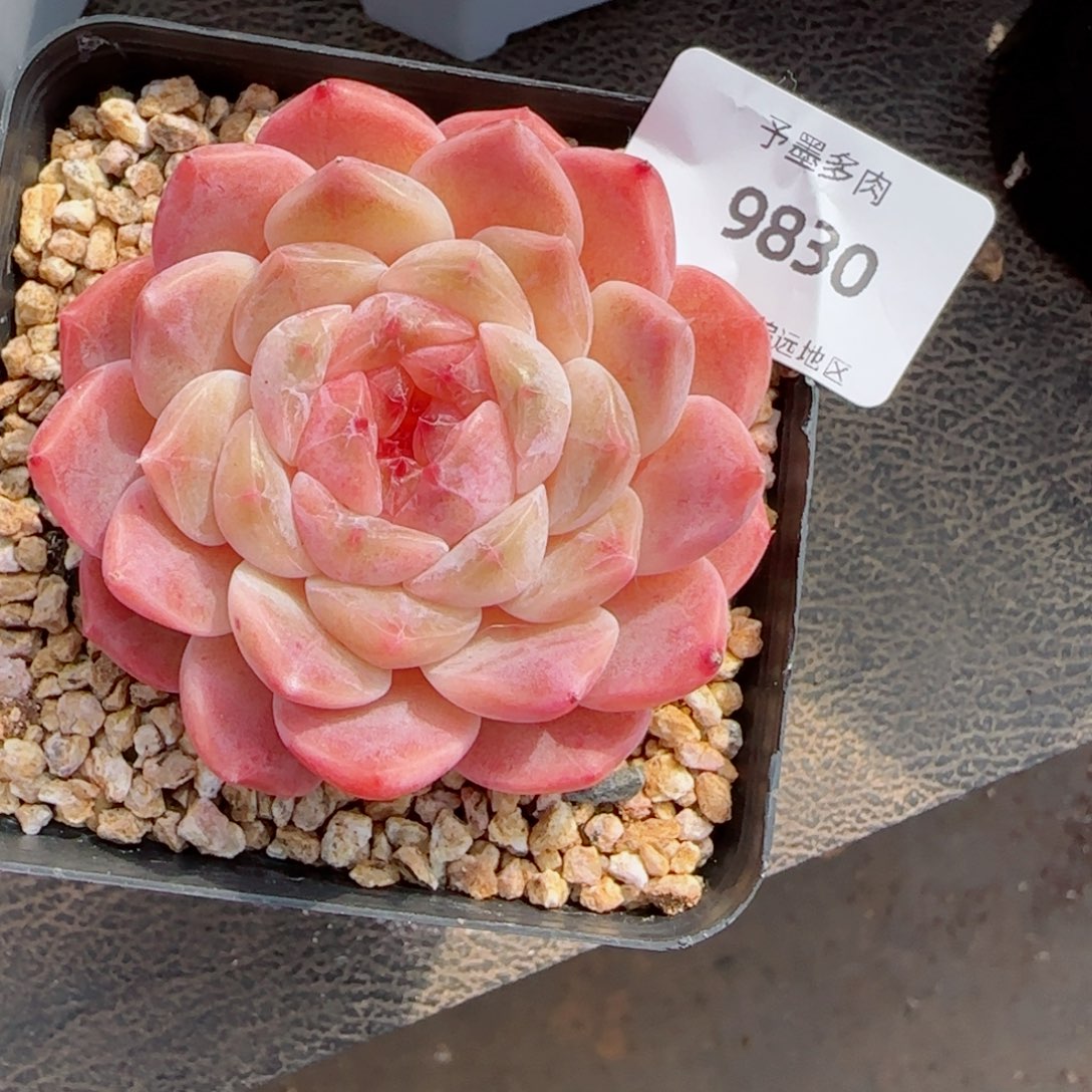 冰魄，9830多肉植物