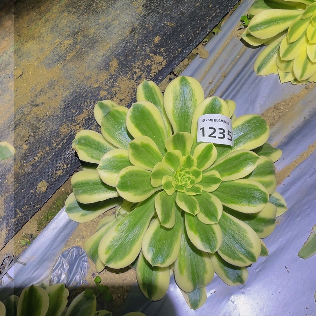 1235辛尼亚多肉植物