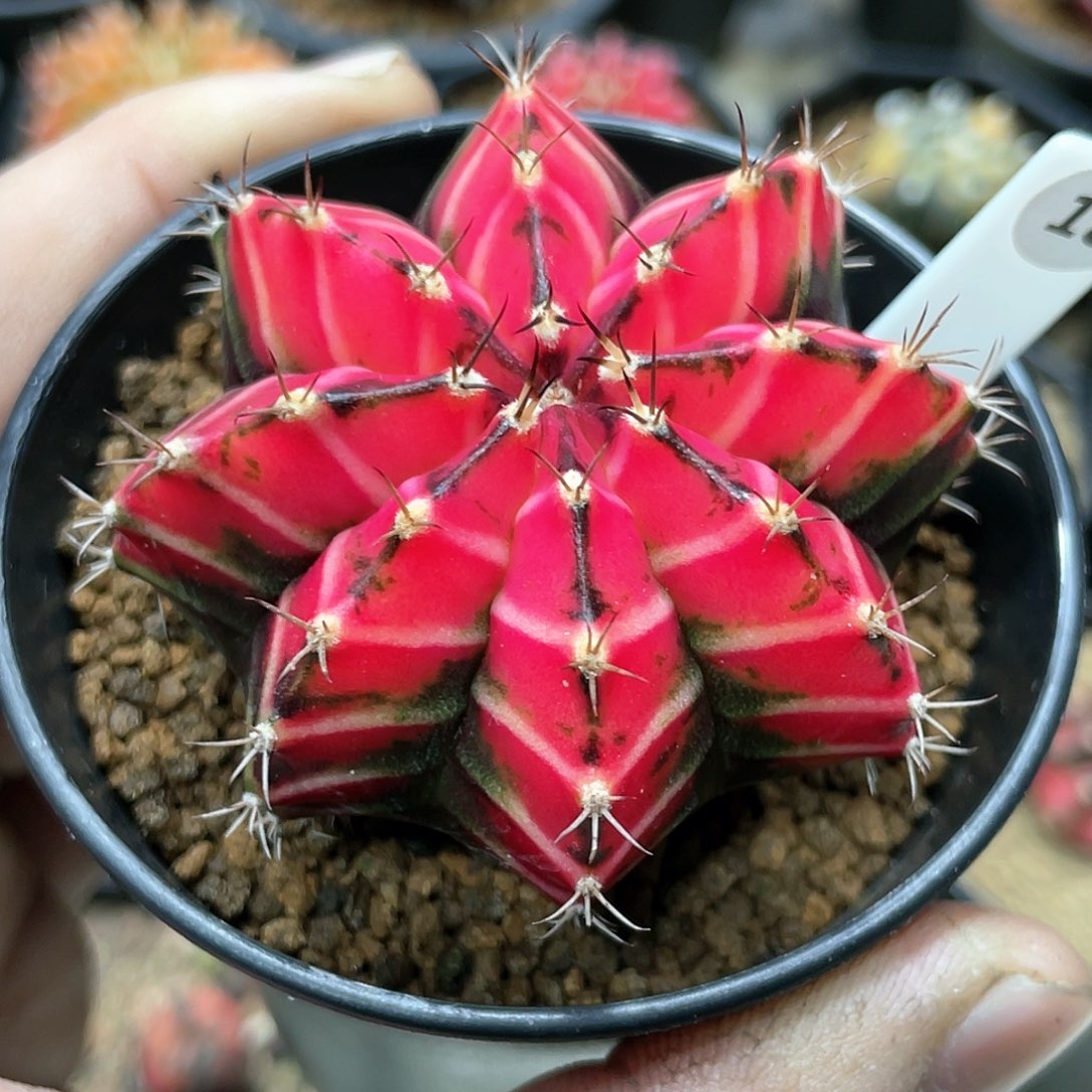 泰系实生，玫瑰粉，黑棱背白V纹