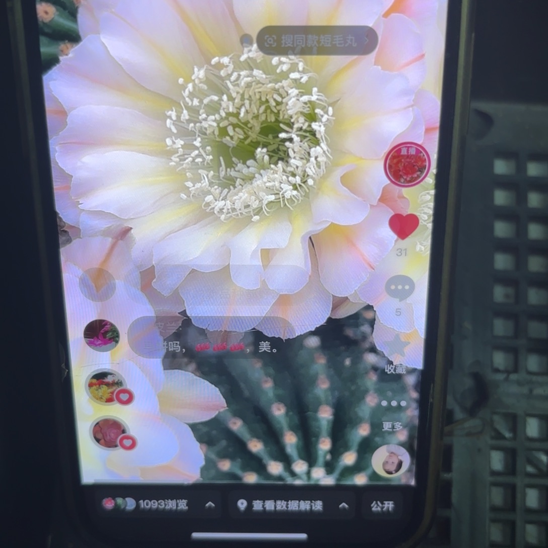 西湖雷侧牙20包邮仙人球