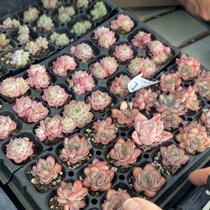 123 多肉植物盆栽花卉