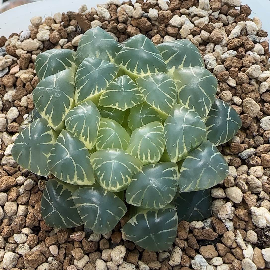 239号糊斑实生玉露锦5.2左右一物一拍带盆土