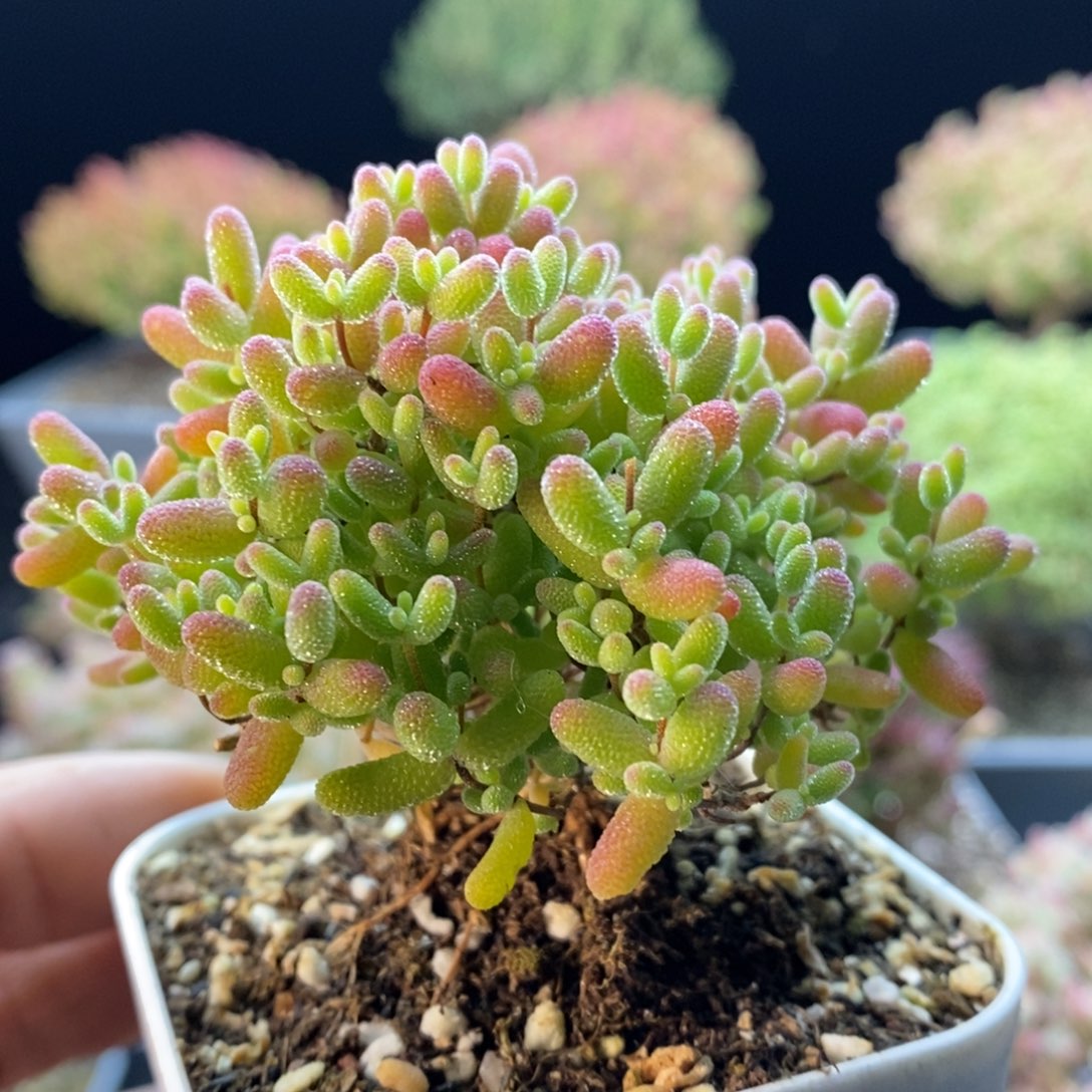 911蜜橘糖球。        