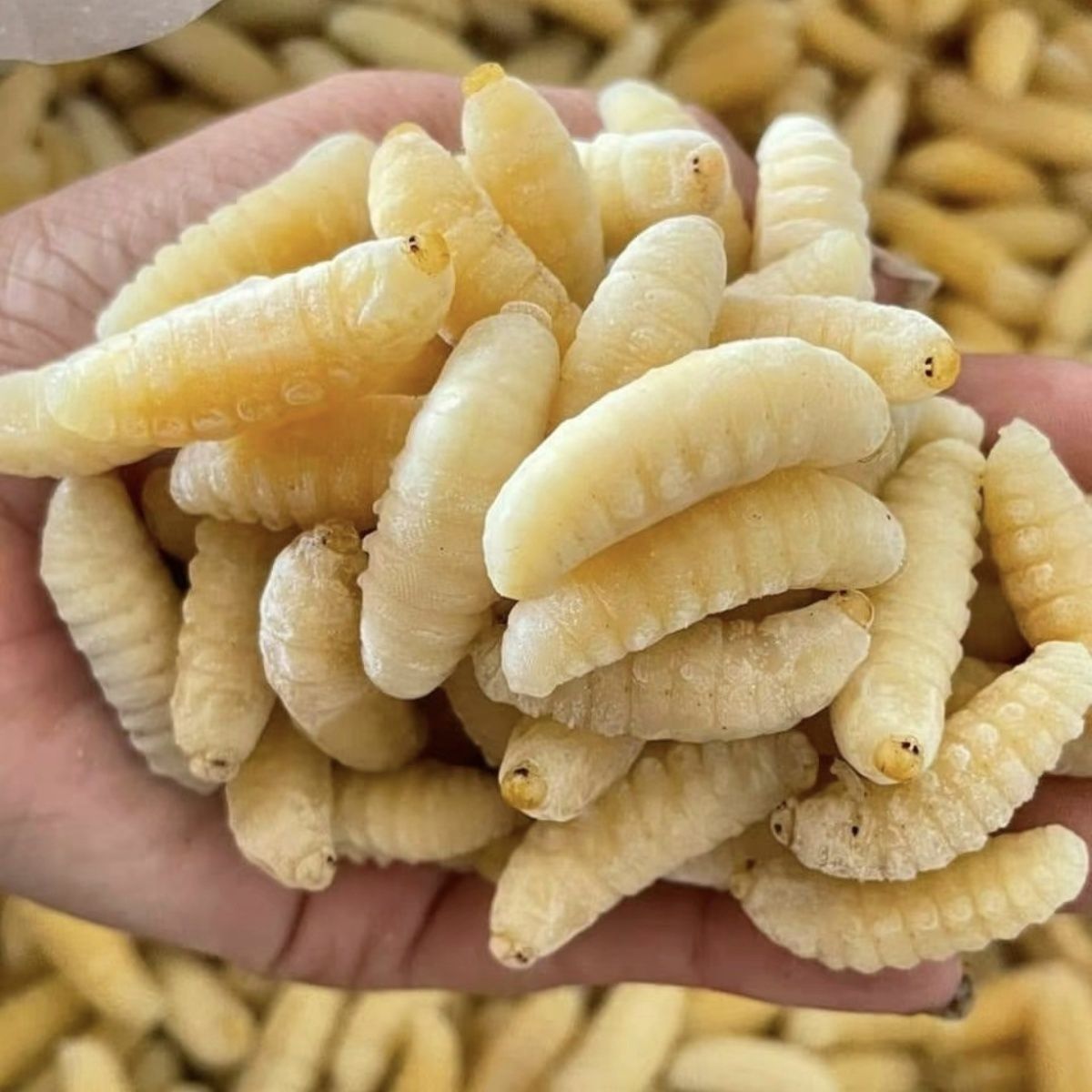 当季新鲜速冻一级蜂蛹可食用马蜂蜂蛹2025年批发新货包邮冷冻马蜂