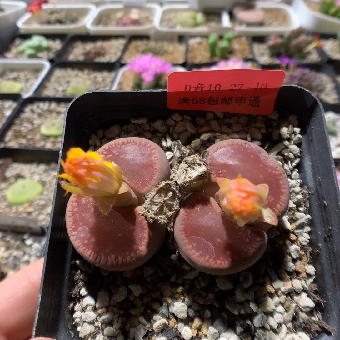 10-27-10    鸡血石