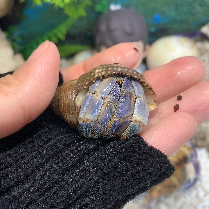 2.2口径奔跑家寄居蟹5号