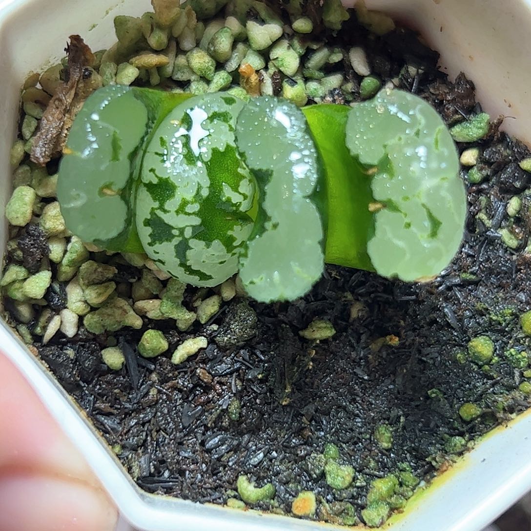 碧空玉扇十二卷多肉植物