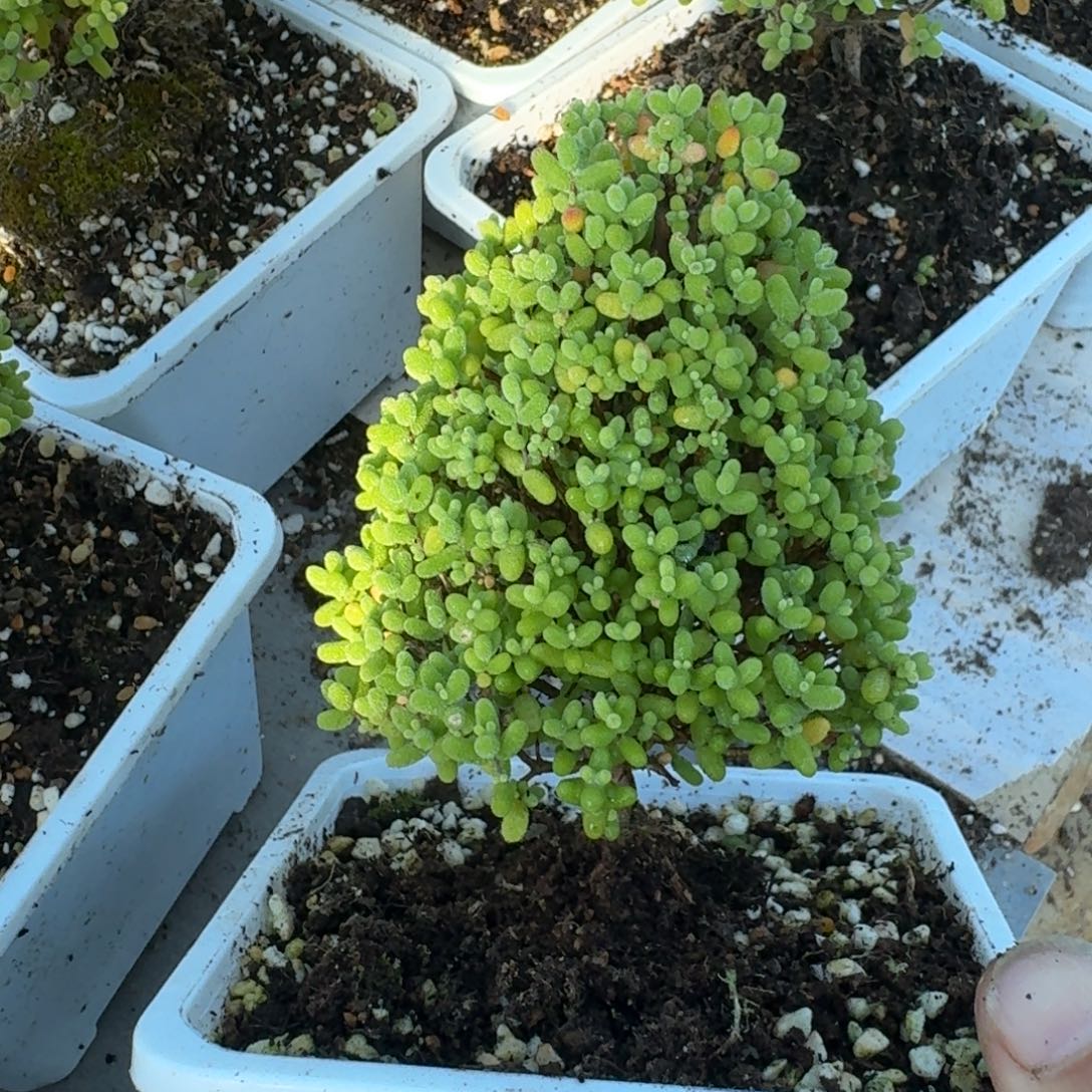 ****圣诞树金橘带盆带土发