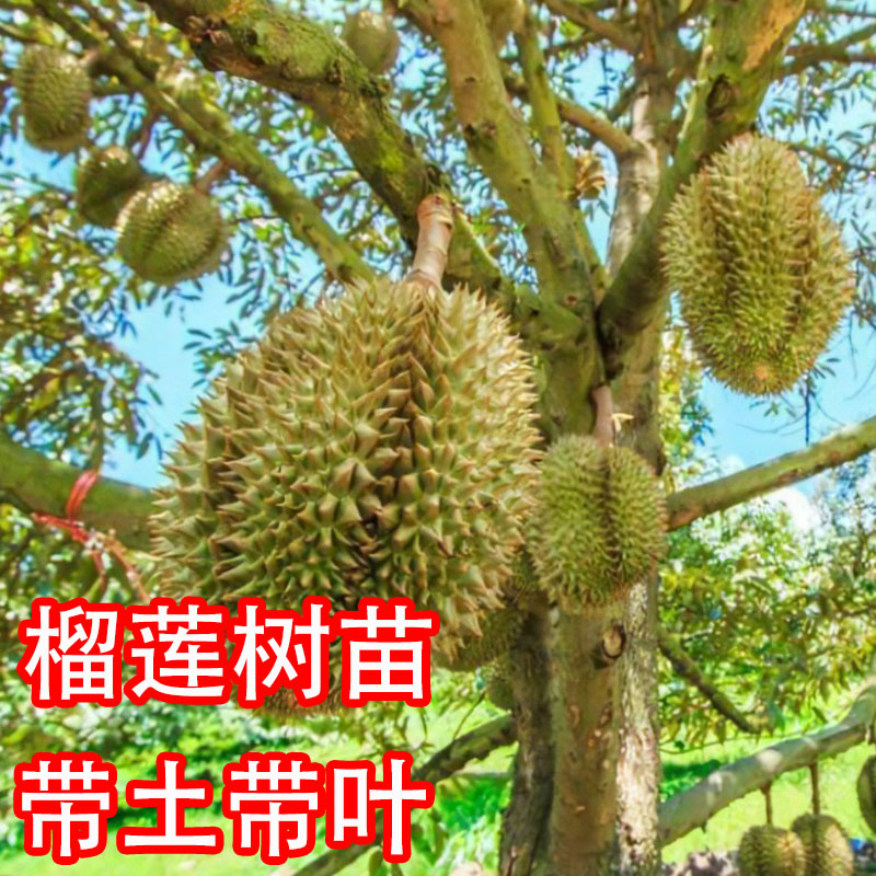 金枕头榴莲树苗猫山王榴莲苗黑刺带土带叶