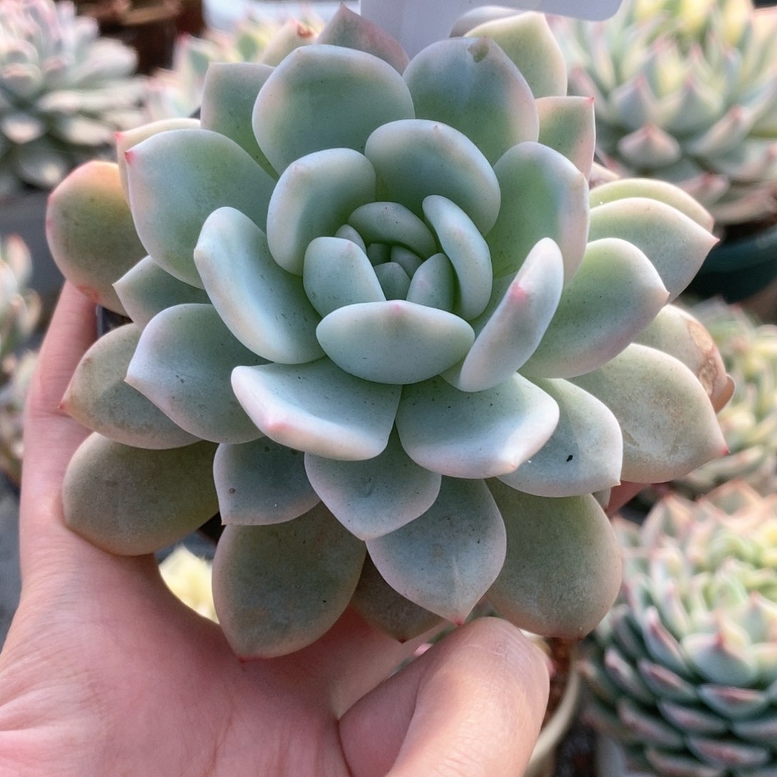 088梦露锦锦锦锦锦锦