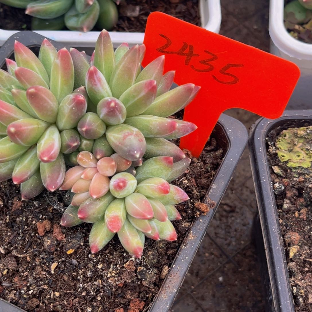 2435号上午多肉植物群生多肉