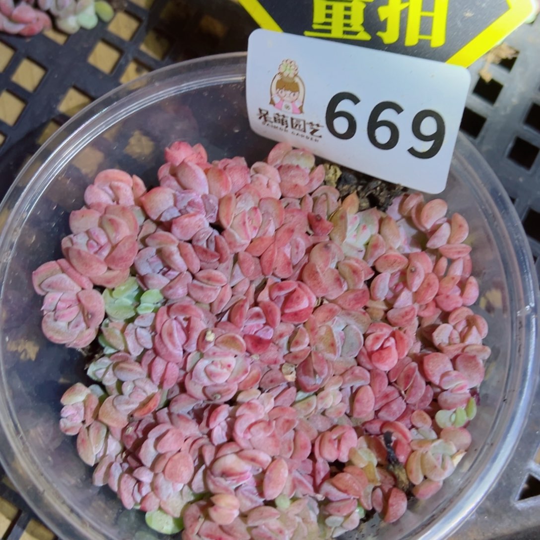 多肉植物多肉植物