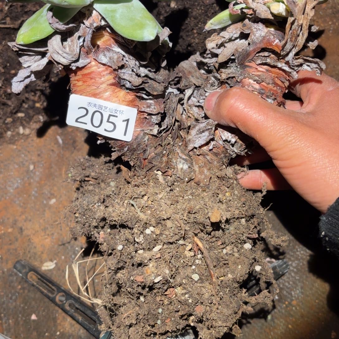 帕翠莎仙女杯多肉福利