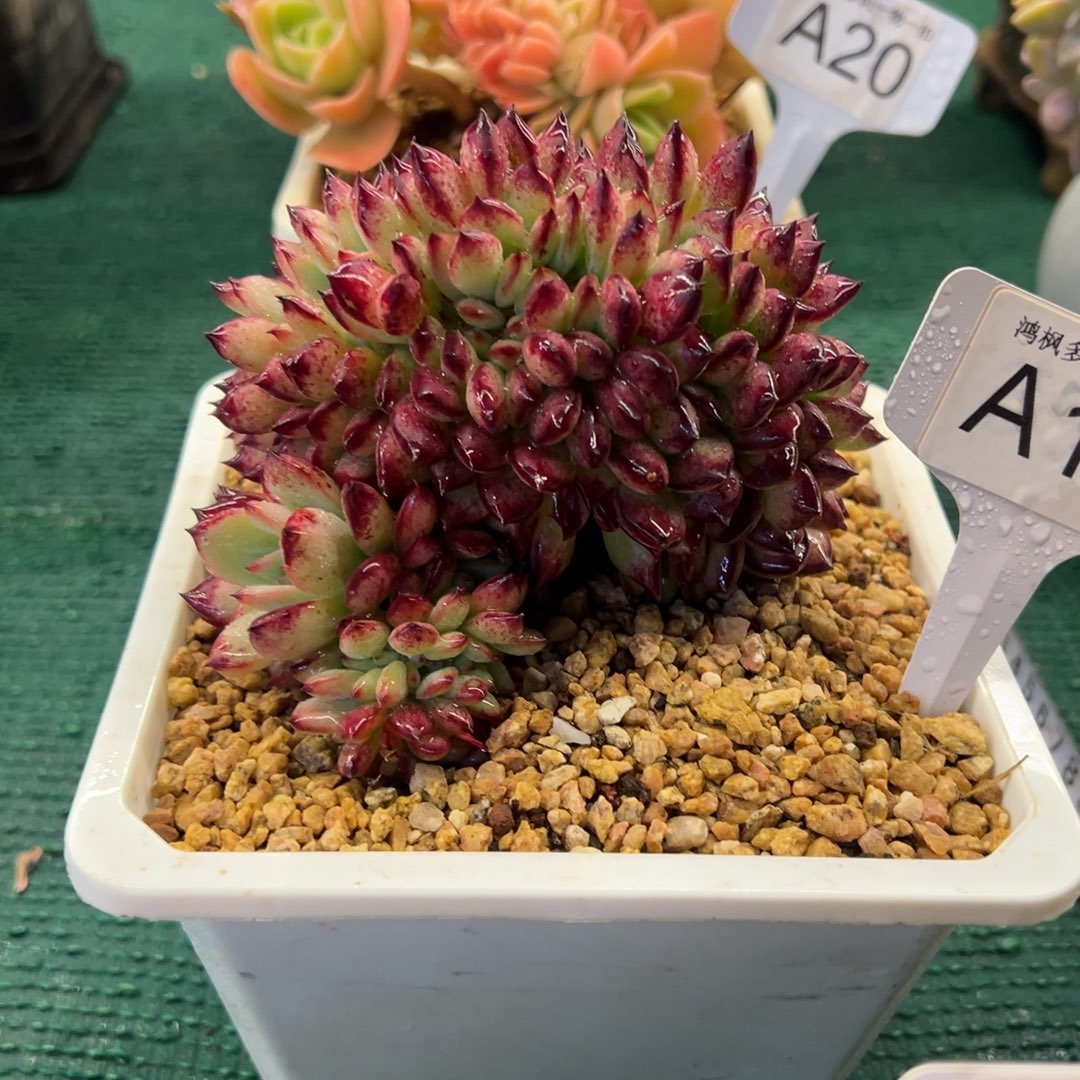 红拉糖缀化，，，，，，，，，，，