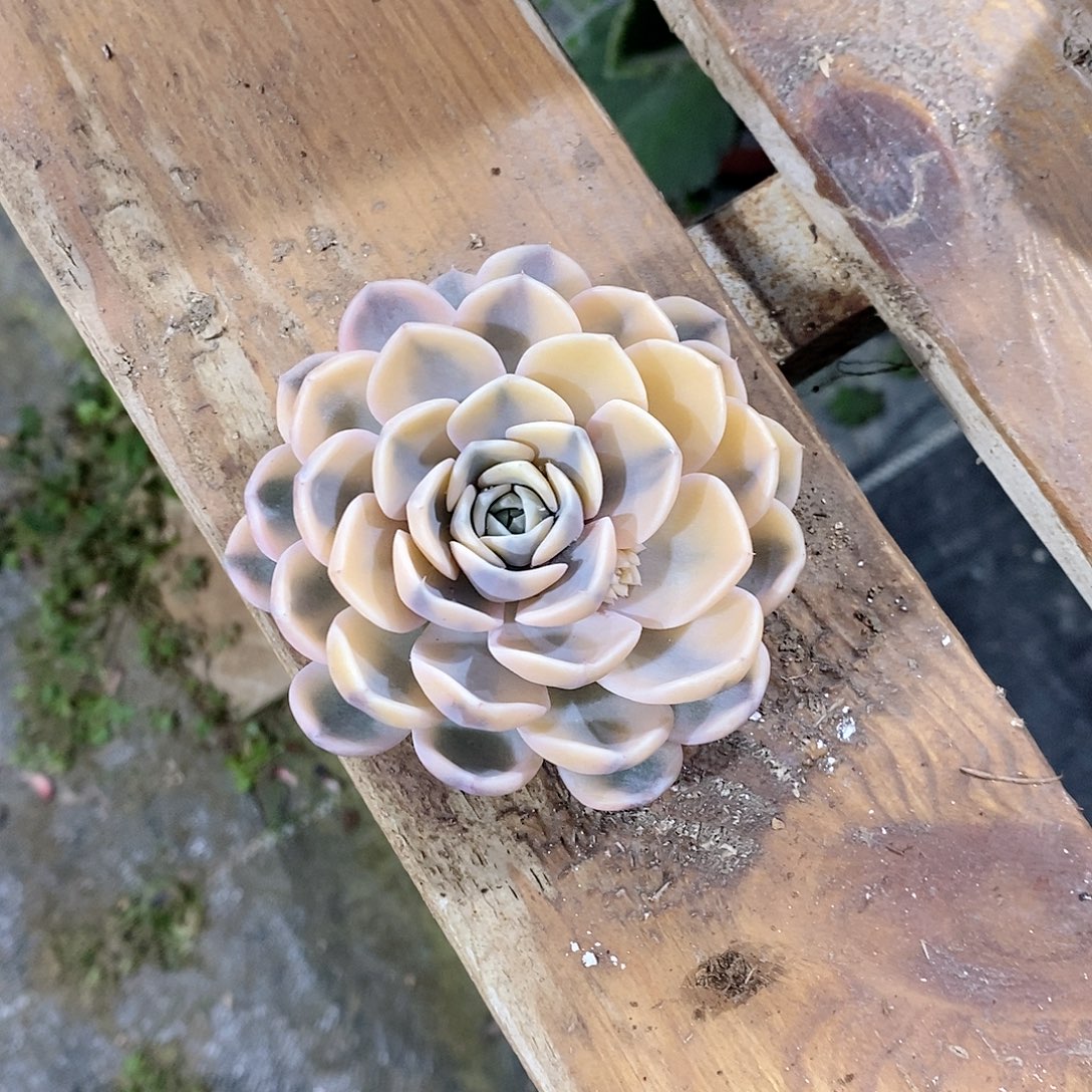 *****汉堡砍头多肉植物老桩锦