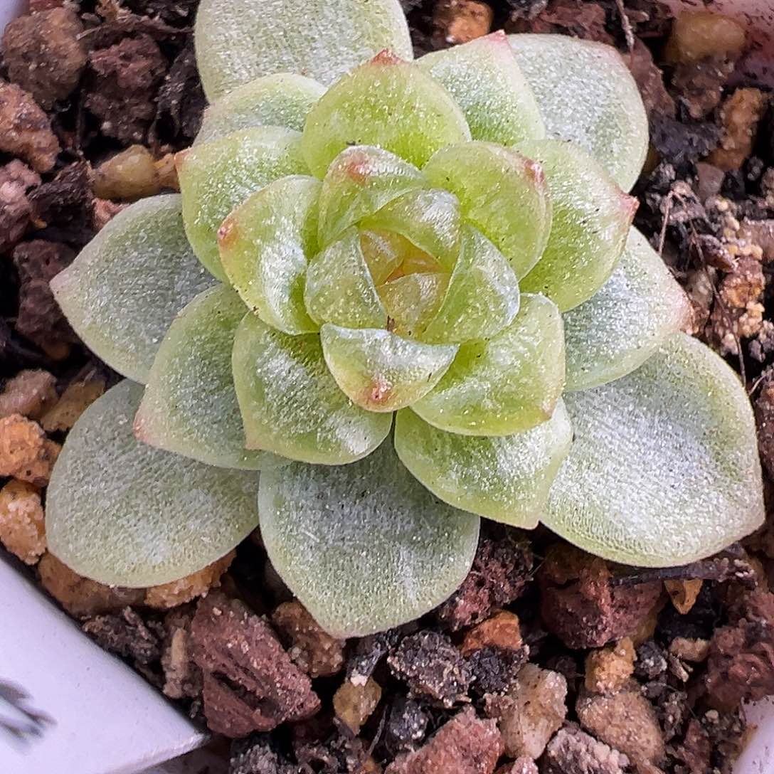 风花雪月柔情。     