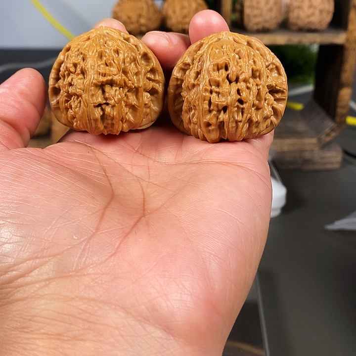 文玩核桃把件老树红皮角白骨质超棒