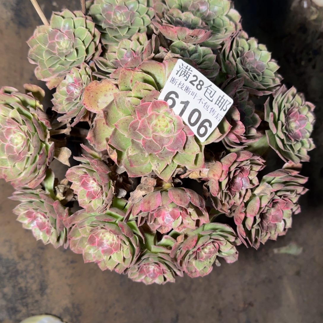 6106莲花座多肉植物