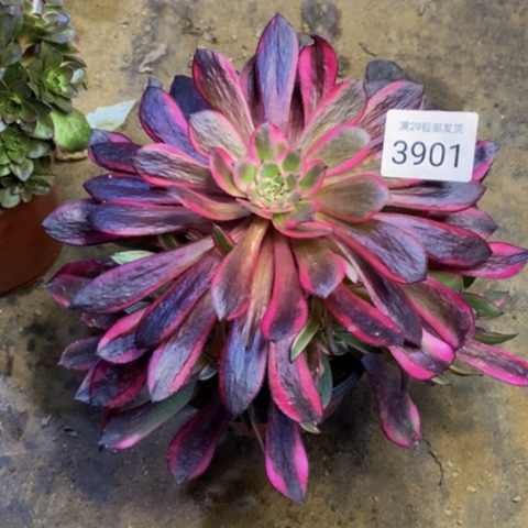 白月光多肉植物3901