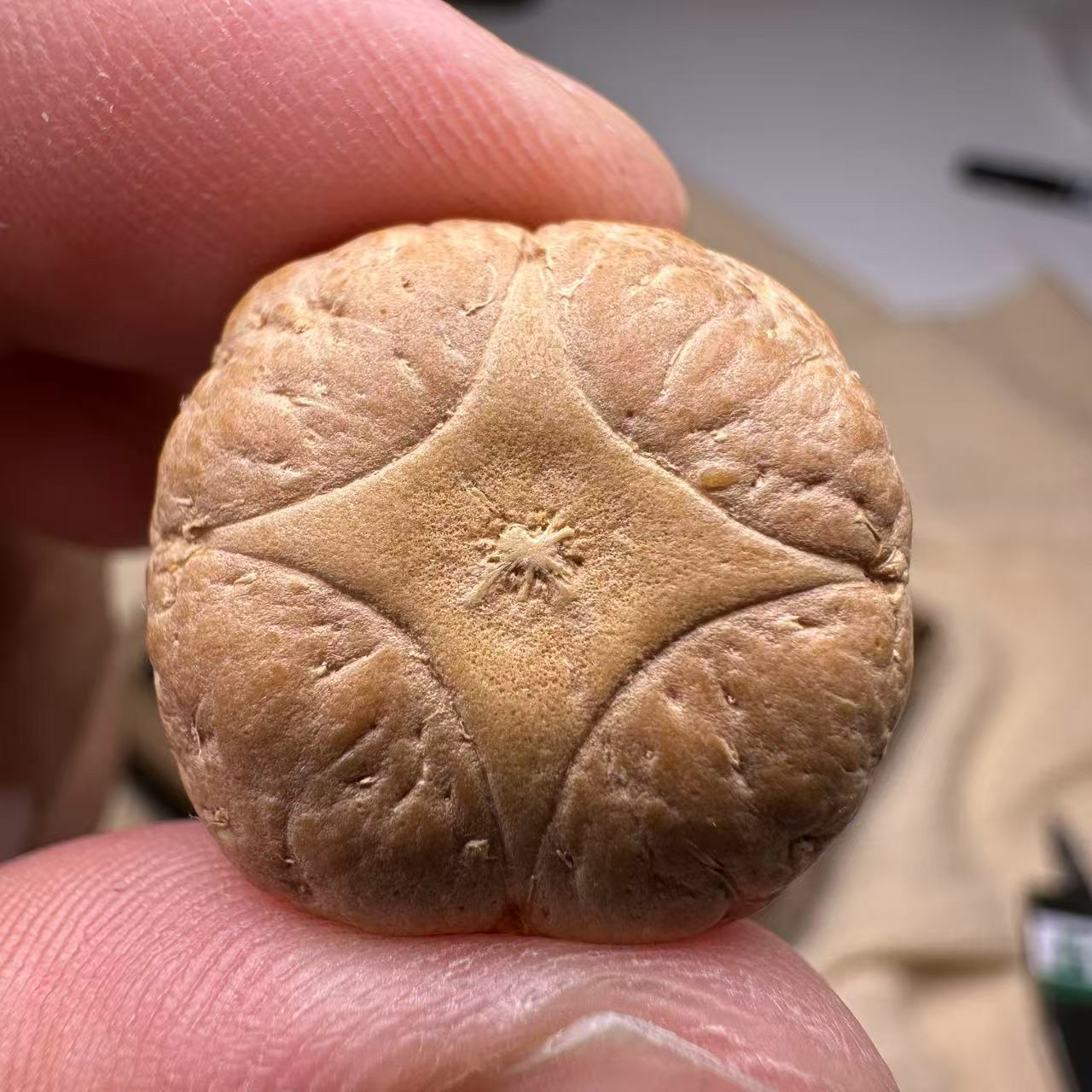 尼泊尔麒麟眼菩提，尺寸22，厚度15，s系列