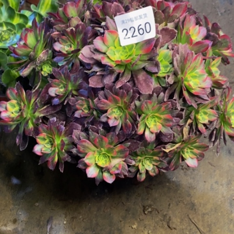 安娜多肉植物2260