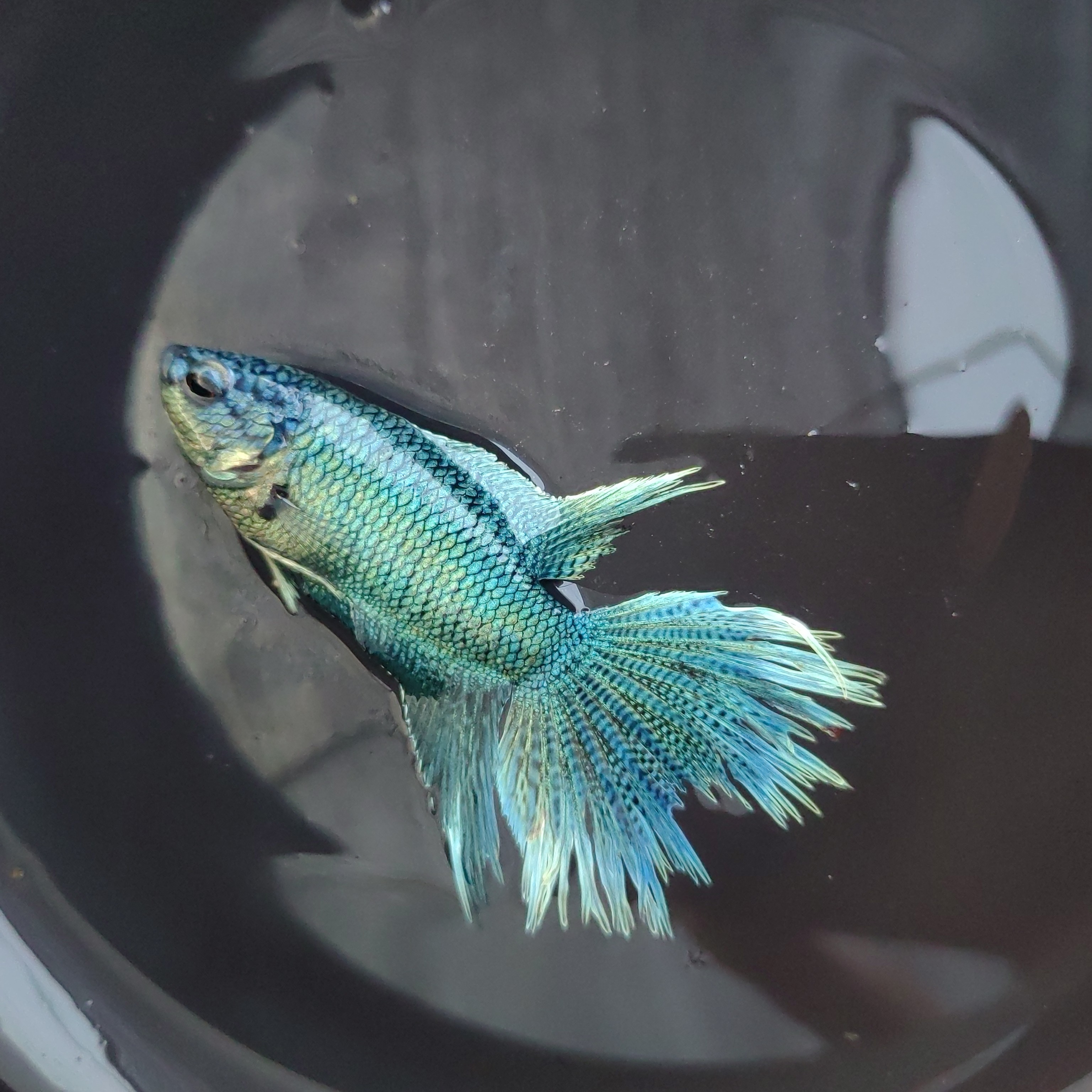 【直播间专用一物一拍】中国斗鱼观赏鱼耐养好活