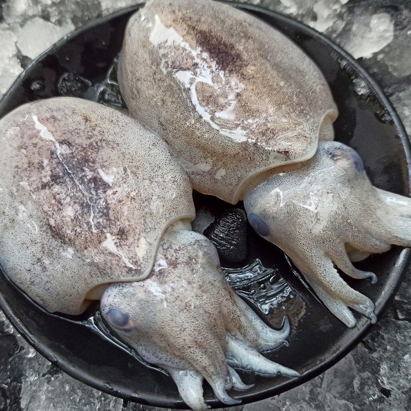 墨斗  墨鱼 顺丰快递 厦门发货 2500g