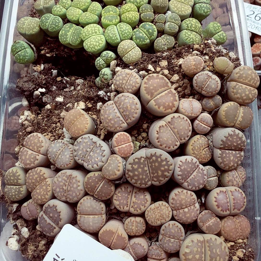 你在做什嘛哦现在干267