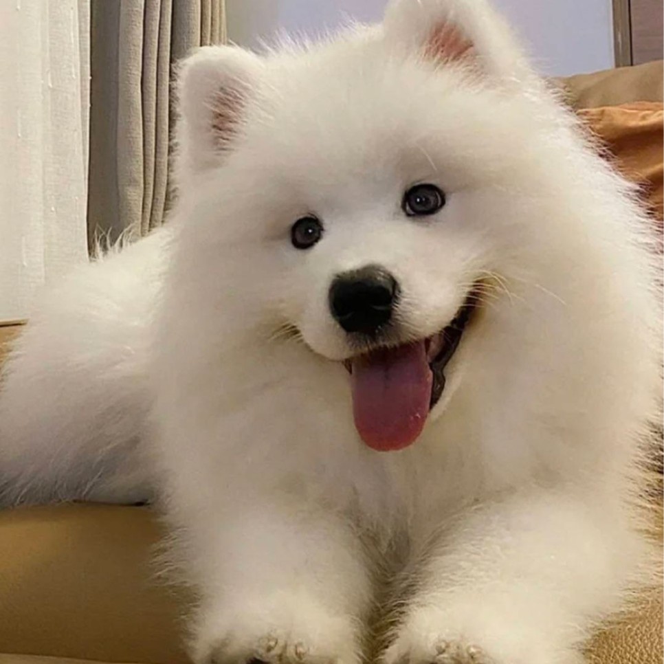 真宠物狗狗活体比熊 边牧 拉布拉多 柯基金毛 萨摩耶