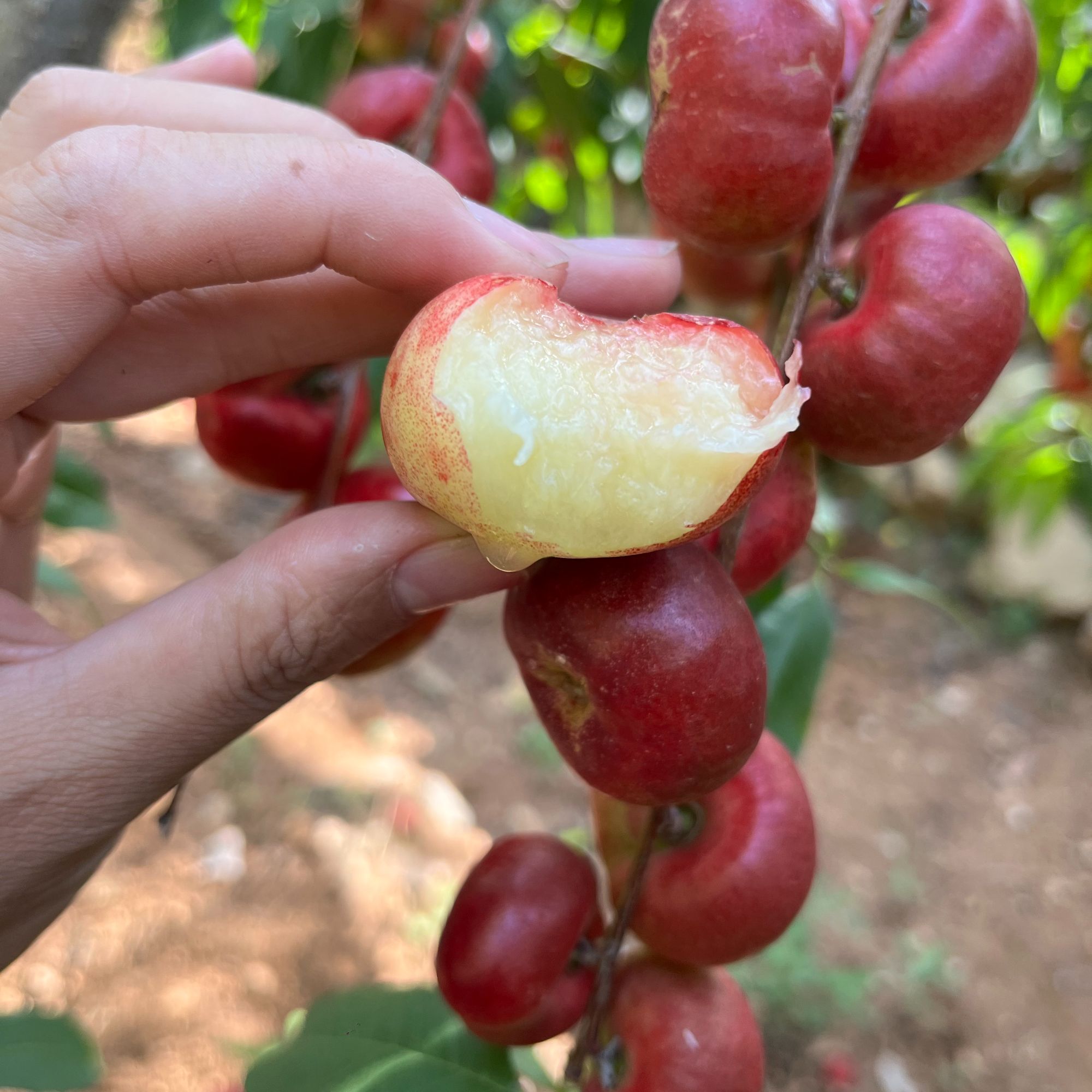 【顺丰包邮】】纽扣蟠桃1-4.5斤蒙阴蜜桃时令露天应季新鲜水果当季新鲜水果桃子山东省