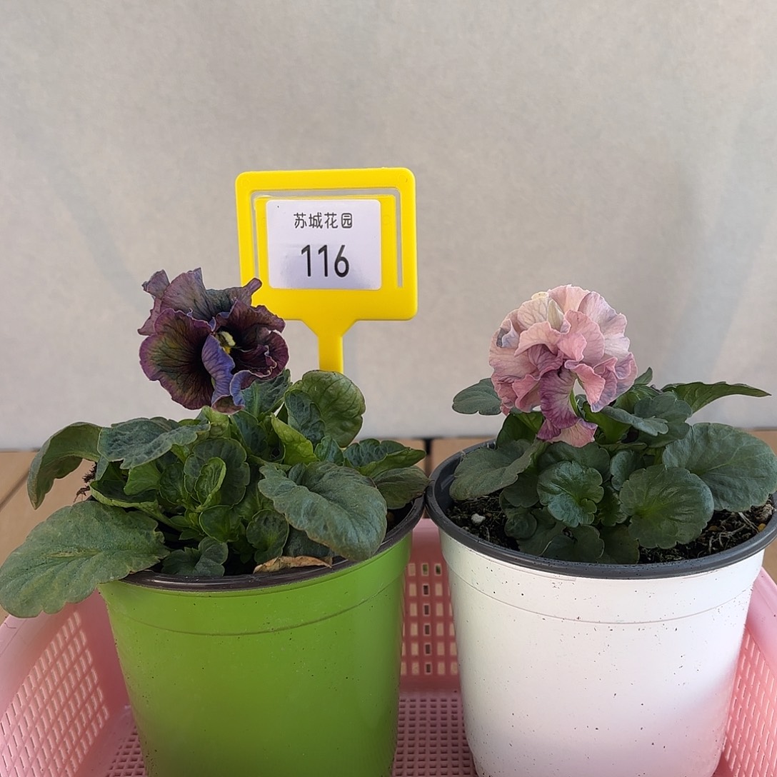 大部分开放少量花苞116