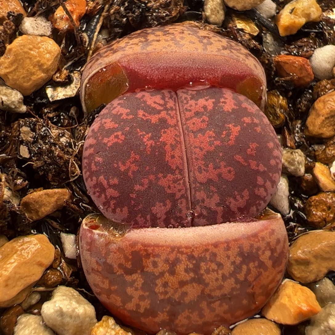 081多肉植物百科