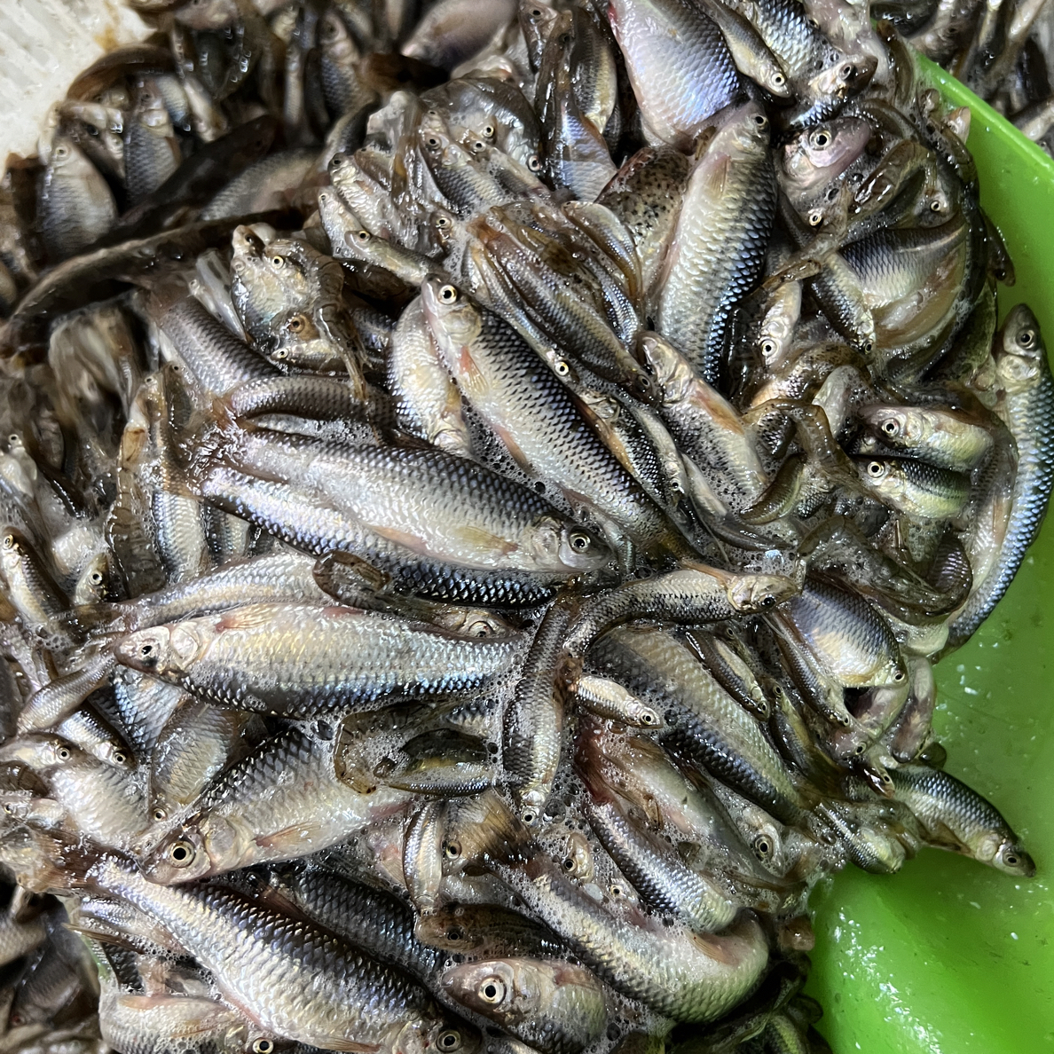 江野生小杂鱼（嫌小勿拍）