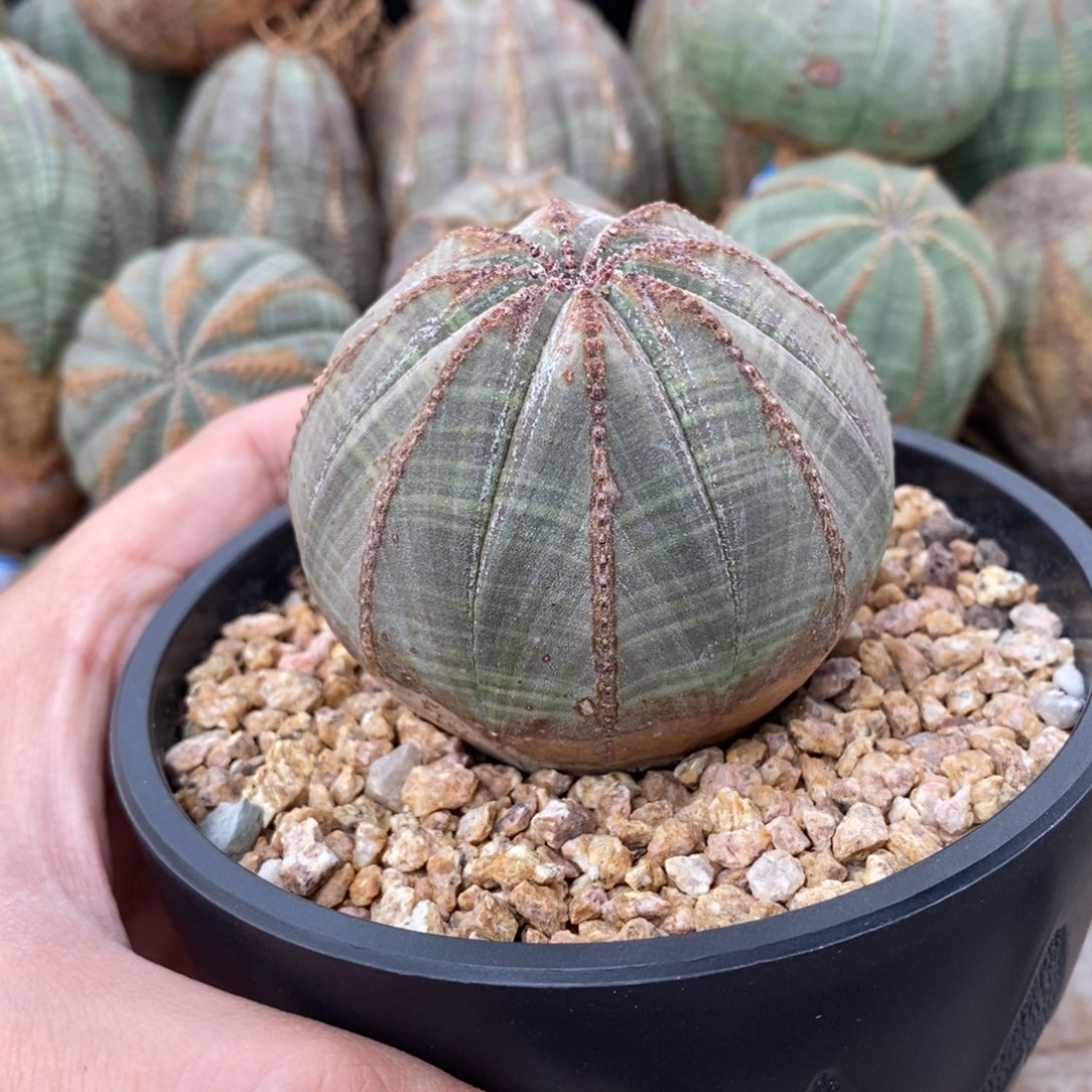 3 欧系实生布纹球多肉植物