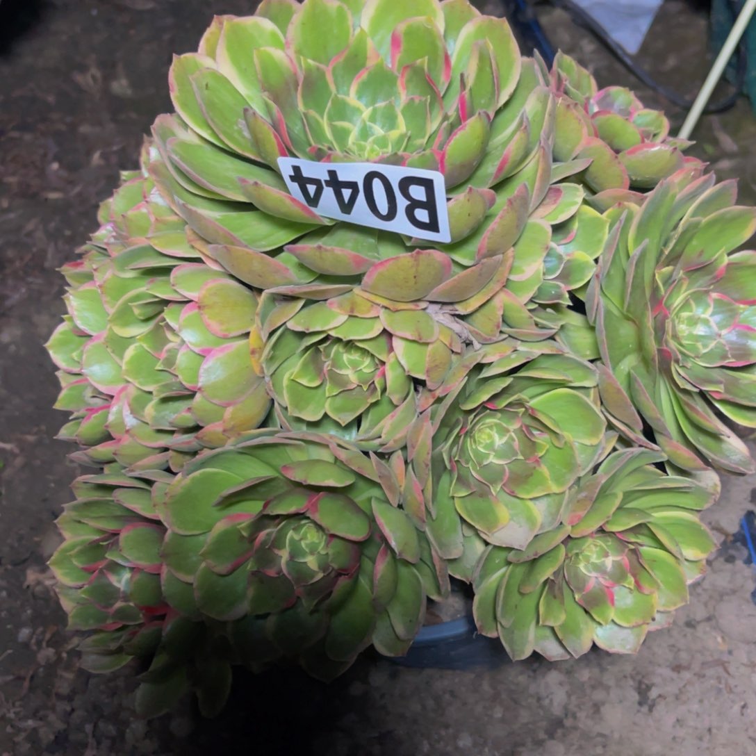 粉花妖26///—44包邮