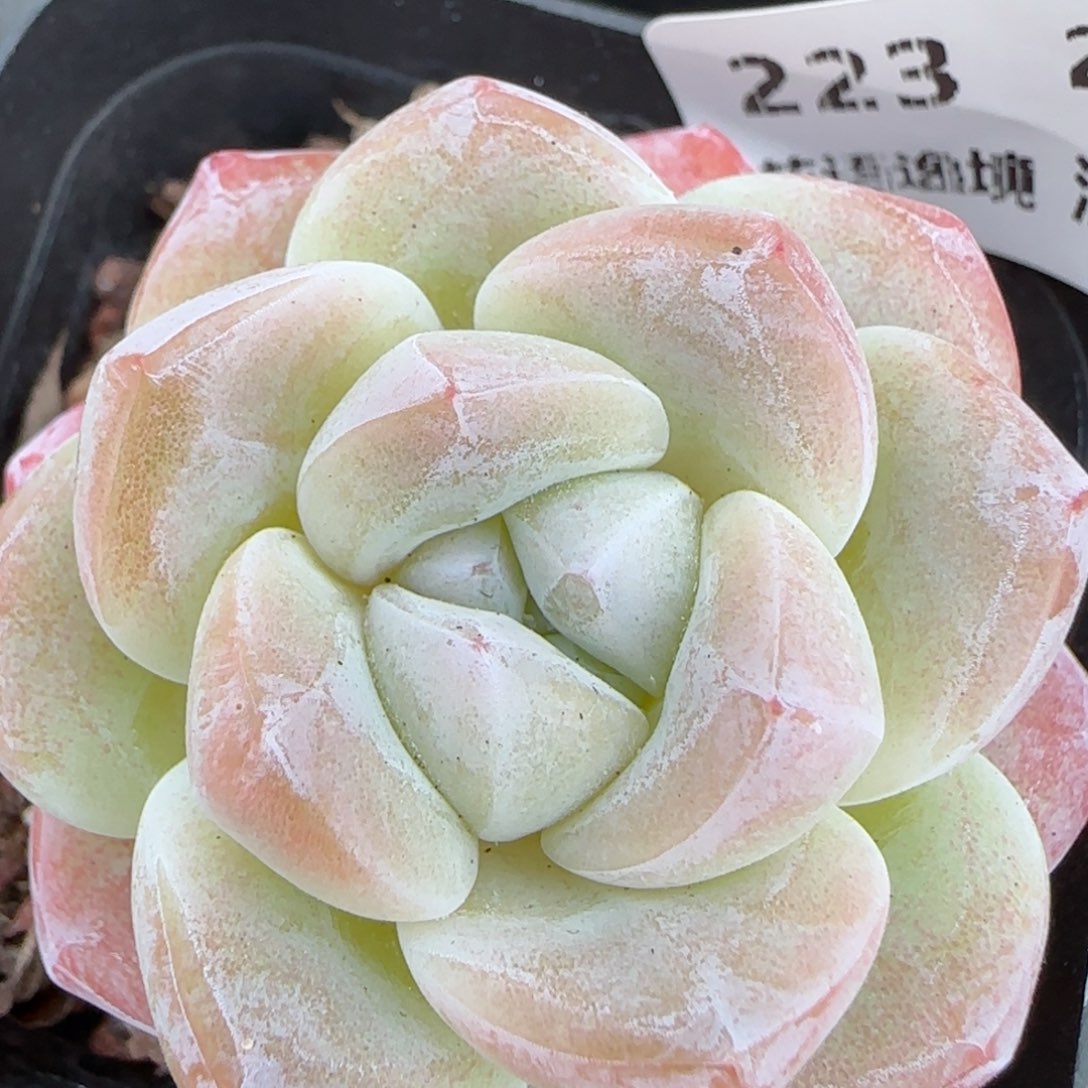 花语逸境0210-223