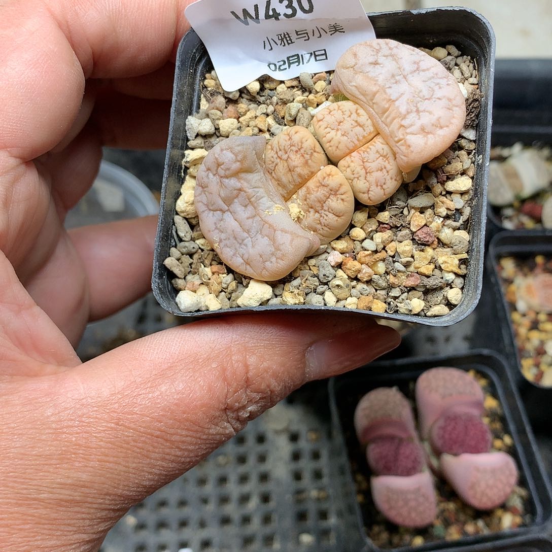 W430多肉植物保护研究所