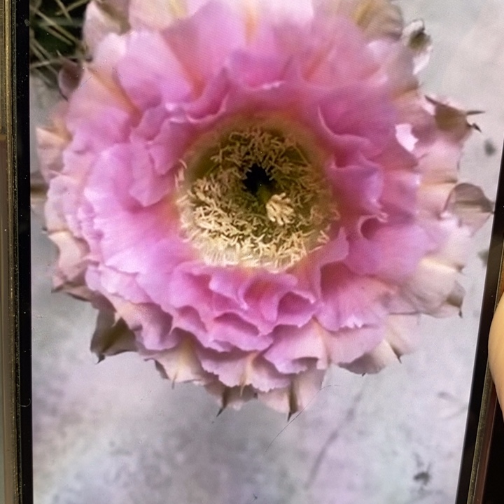 彩草318带根6公分左右