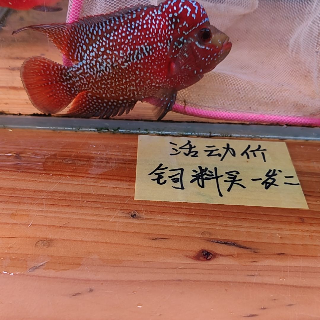 罗汉鱼6666666666